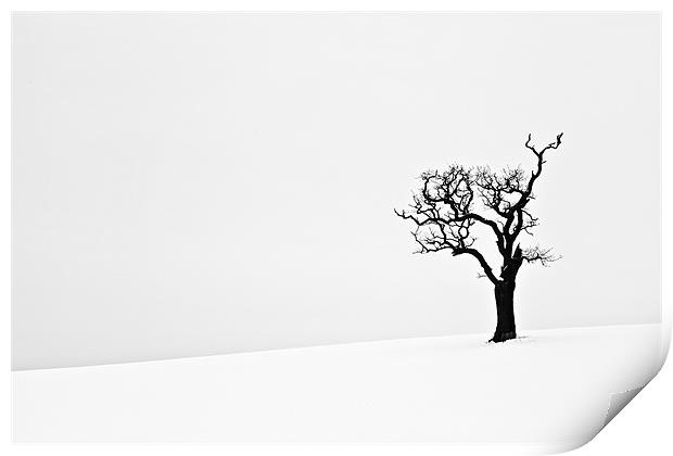 Isolated Dead Tree in Snow Print by Paul Macro