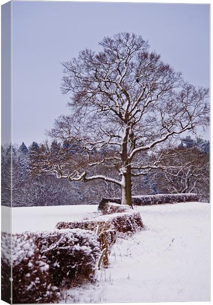 Snow along the Kent Hedgerows Canvas Print by Dawn Cox