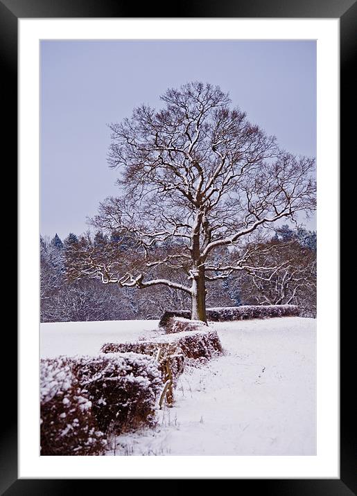Snow along the Kent Hedgerows Framed Mounted Print by Dawn Cox