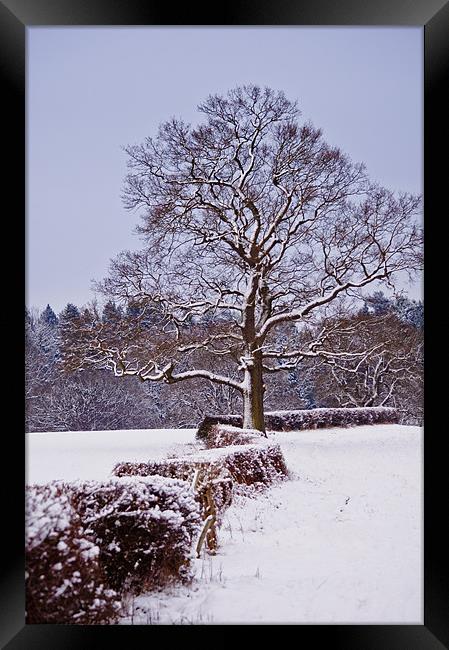 Snow along the Kent Hedgerows Framed Print by Dawn Cox