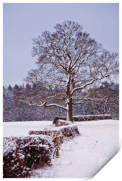 Snow along the Kent Hedgerows Print by Dawn Cox