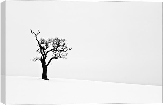 Isolated Dead Tree in Snow 2 Canvas Print by Paul Macro