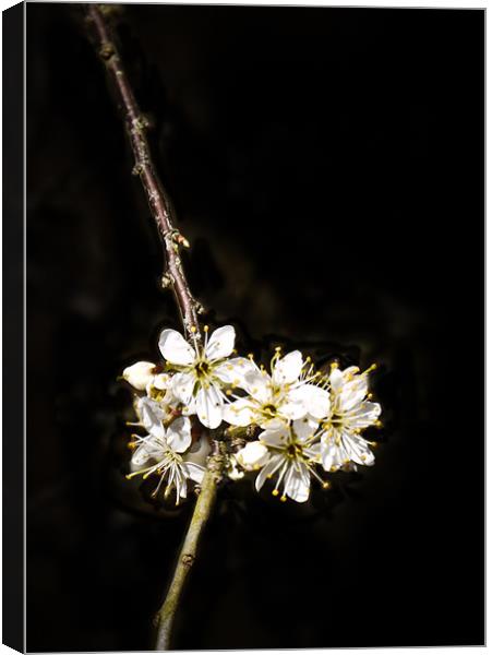 blossom Canvas Print by Tom Reed
