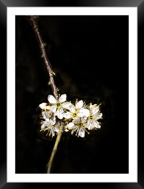 blossom Framed Mounted Print by Tom Reed