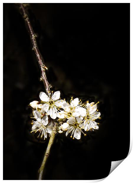 blossom Print by Tom Reed