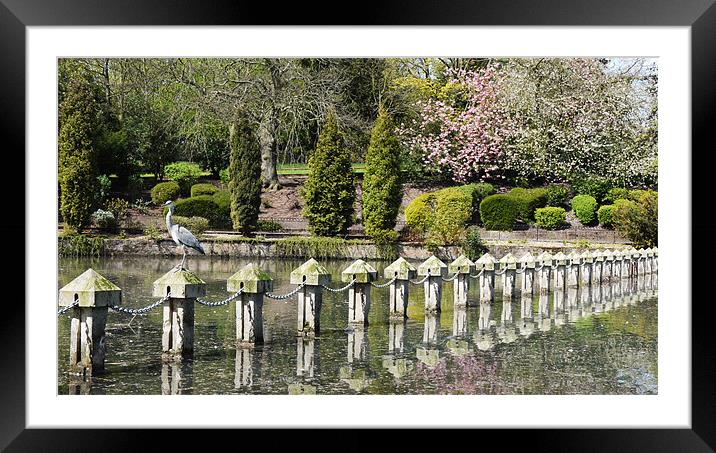 The heron and the blossom Framed Mounted Print by Tom Reed