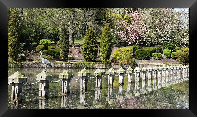 The heron and the blossom Framed Print by Tom Reed