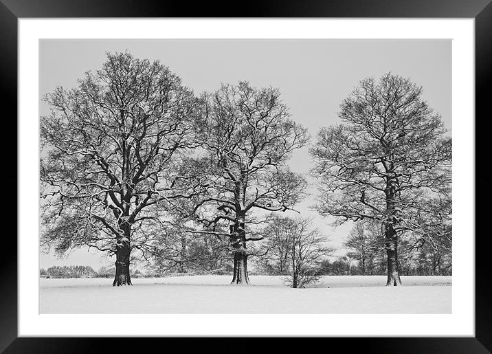 Standing proud in the snow Framed Mounted Print by Dawn Cox