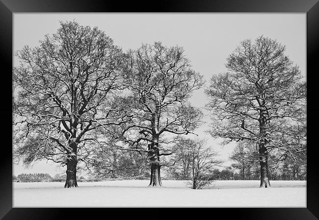 Standing proud in the snow Framed Print by Dawn Cox