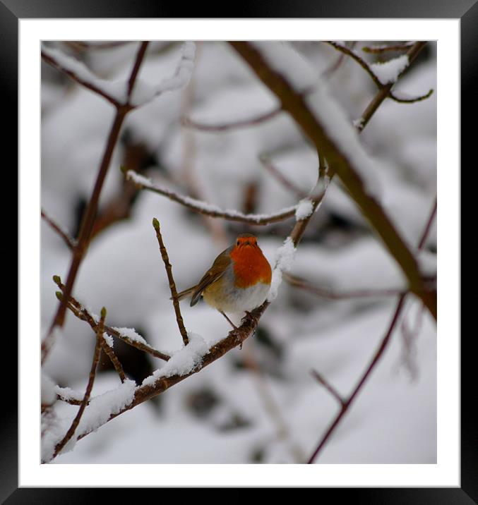Robin red breast Framed Mounted Print by Shaun Cope
