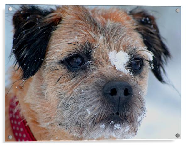 Border terrier snow Acrylic by Shaun Cope