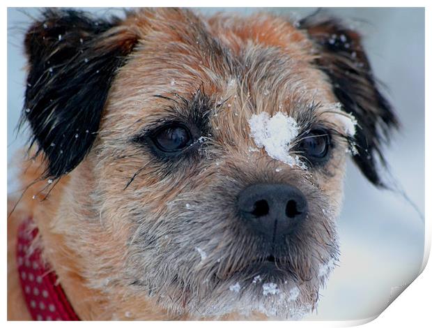 Border terrier snow Print by Shaun Cope