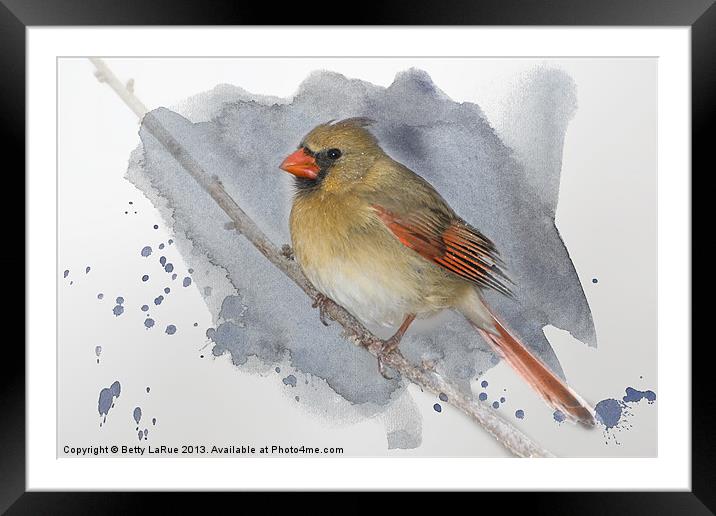 Winter Northern Cardinal Framed Mounted Print by Betty LaRue