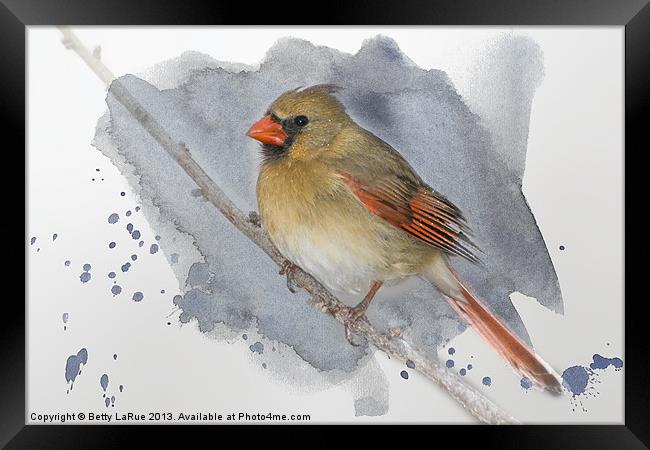 Winter Northern Cardinal Framed Print by Betty LaRue