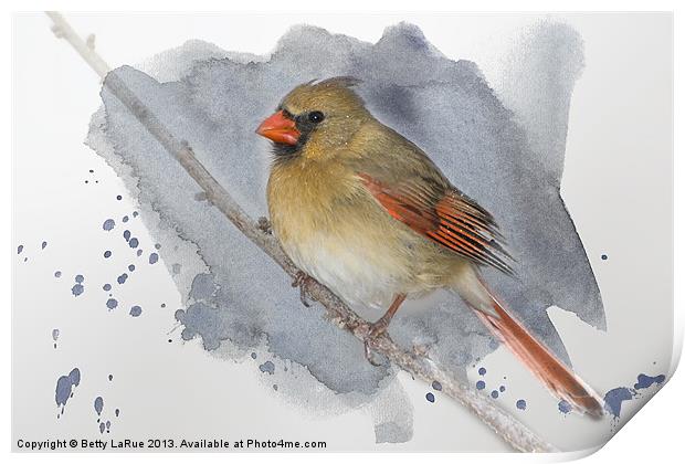 Winter Northern Cardinal Print by Betty LaRue