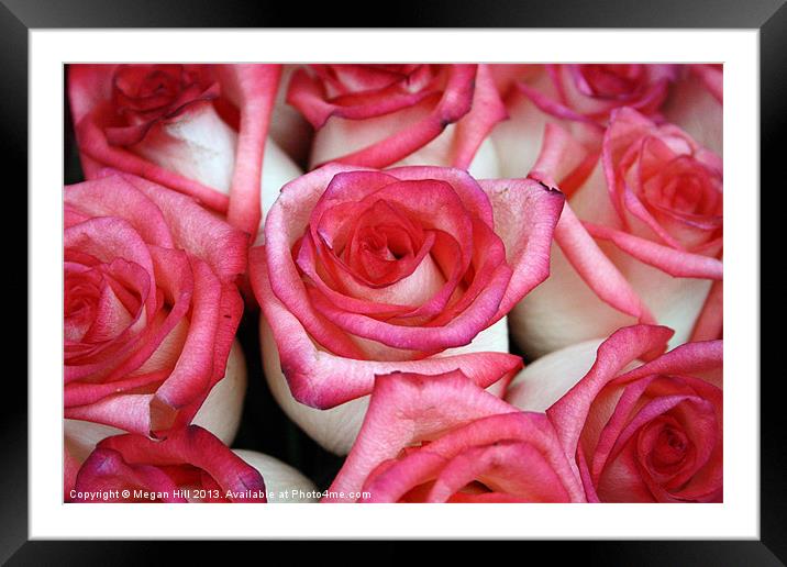 Pink-Tipped Roses Framed Mounted Print by Megan Winder