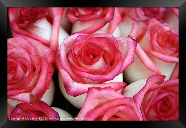 Pink-Tipped Roses Framed Print by Megan Winder