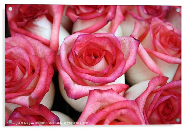 Pink-Tipped Roses Acrylic by Megan Winder