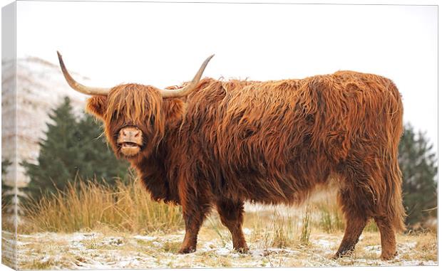 Highland Cow Canvas Print by Grant Glendinning