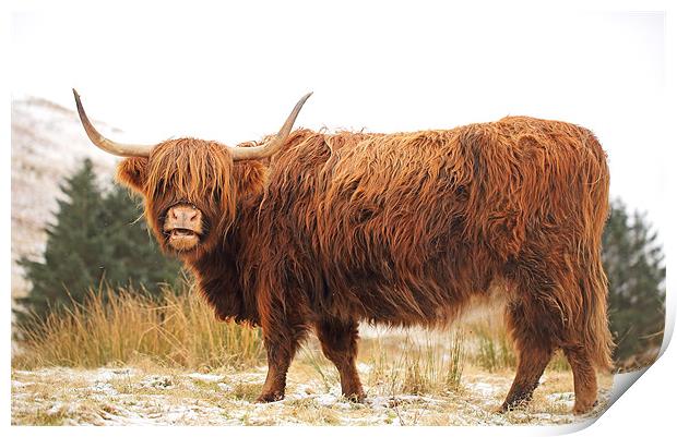 Highland Cow Print by Grant Glendinning