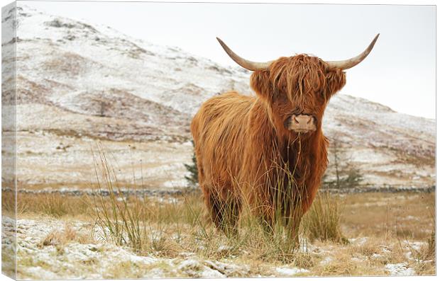 Highland Cow Canvas Print by Grant Glendinning