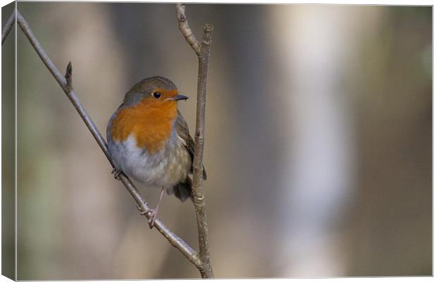 Robin Red Breast Canvas Print by Simon West