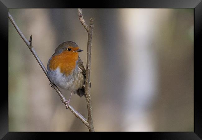 Robin Red Breast Framed Print by Simon West
