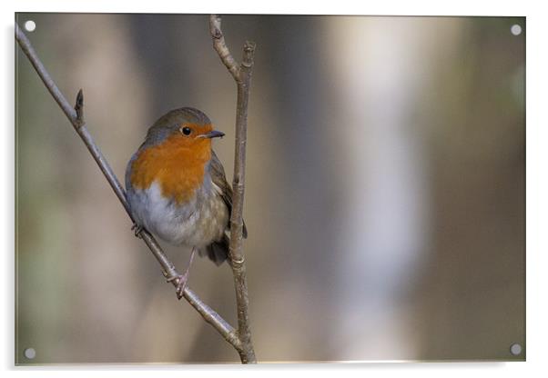 Robin Red Breast Acrylic by Simon West