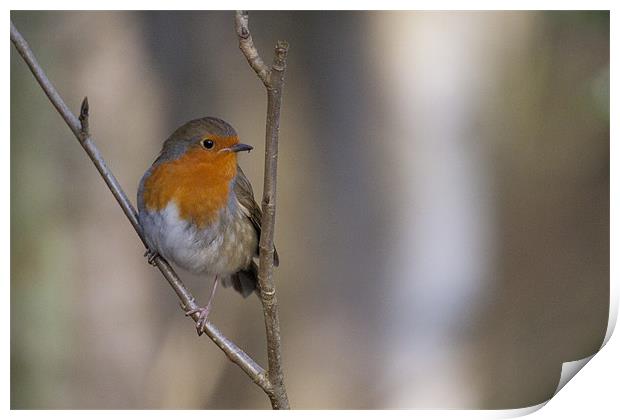 Robin Red Breast Print by Simon West