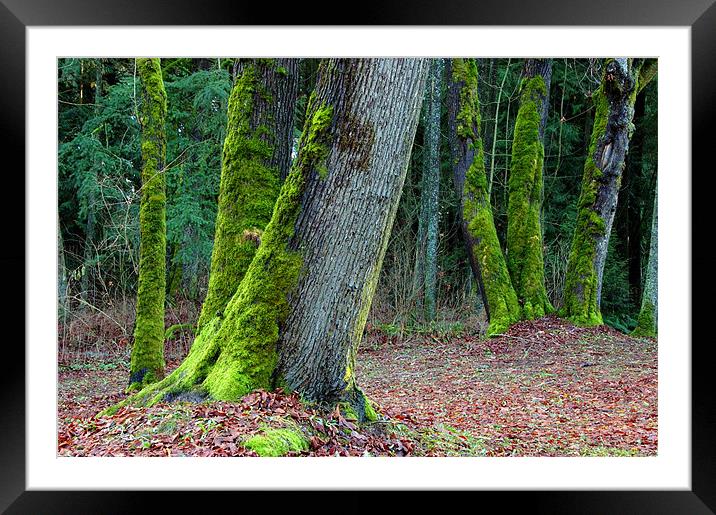 Moss Trees  Framed Mounted Print by Robert Gillespie