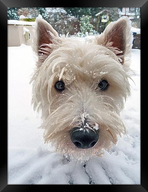 Our Westie Framed Print by Noreen Linale