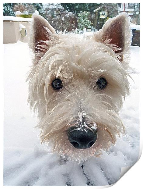 Our Westie Print by Noreen Linale