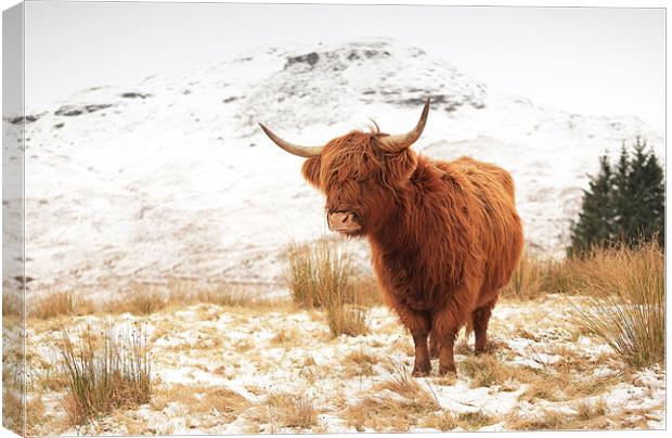 Highland Cow Canvas Print by Grant Glendinning