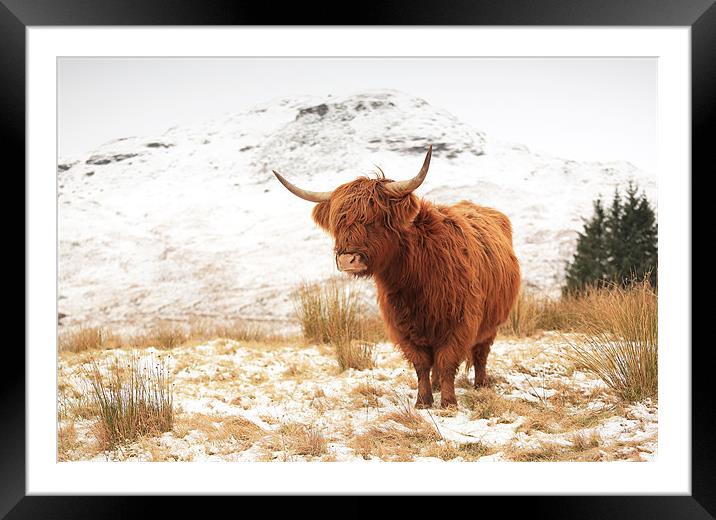 Highland Cow Framed Mounted Print by Grant Glendinning