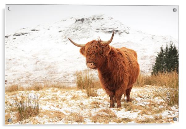 Highland Cow Acrylic by Grant Glendinning