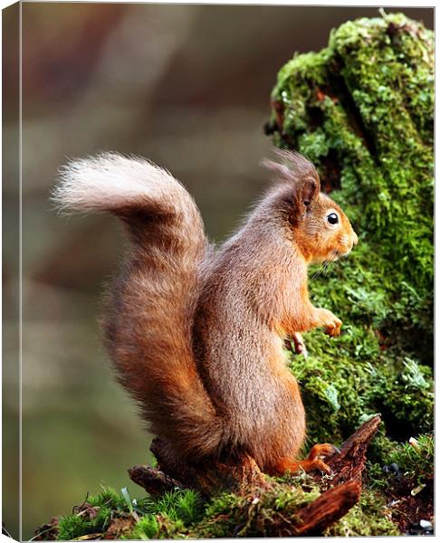 Red Squirrel Canvas Print by Grant Glendinning