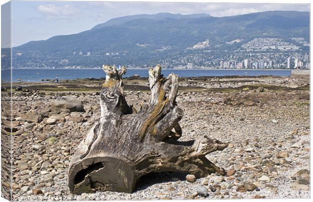 Washed Up Canvas Print by George Davidson