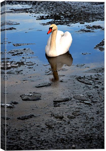 Swan amongst black ice Canvas Print by andrew pearson