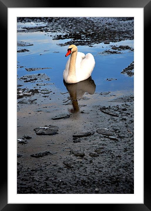 Swan amongst black ice Framed Mounted Print by andrew pearson