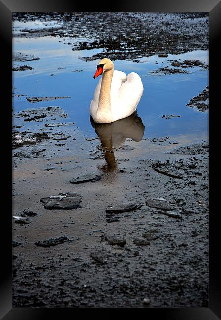 Swan amongst black ice Framed Print by andrew pearson