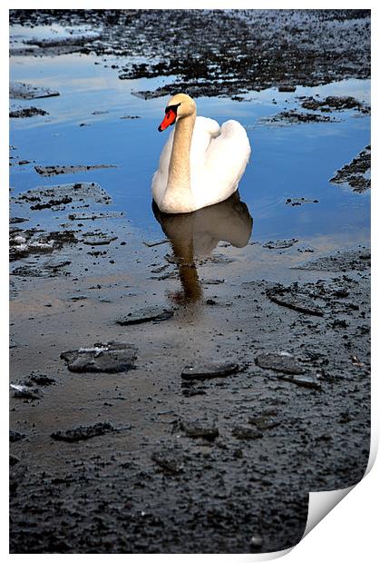 Swan amongst black ice Print by andrew pearson