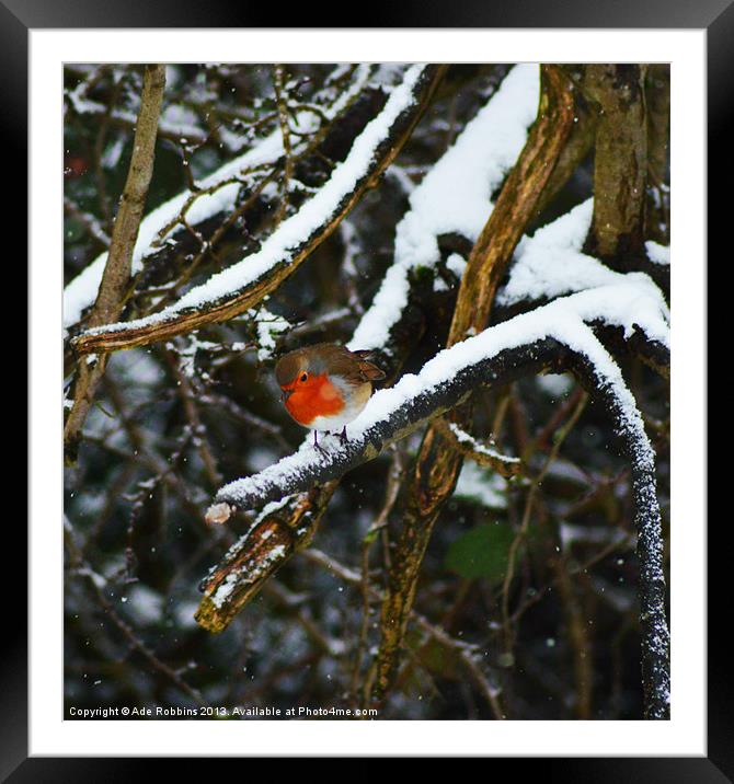 Little Robin red breast Framed Mounted Print by Ade Robbins