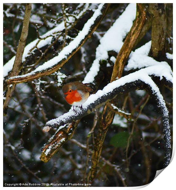 Little Robin red breast Print by Ade Robbins