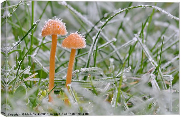 Frosty Shrooms Canvas Print by Mark  F Banks