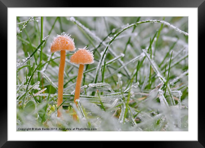 Frosty Shrooms Framed Mounted Print by Mark  F Banks