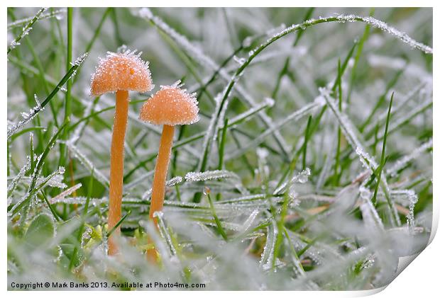 Frosty Shrooms Print by Mark  F Banks