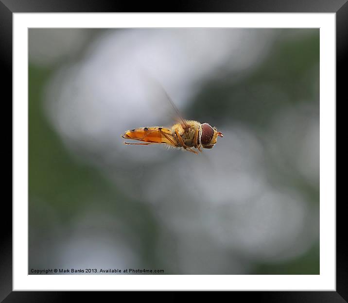 Hoverfly Inflight Framed Mounted Print by Mark  F Banks