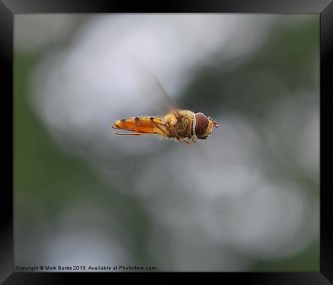 Hoverfly Inflight Framed Print by Mark  F Banks