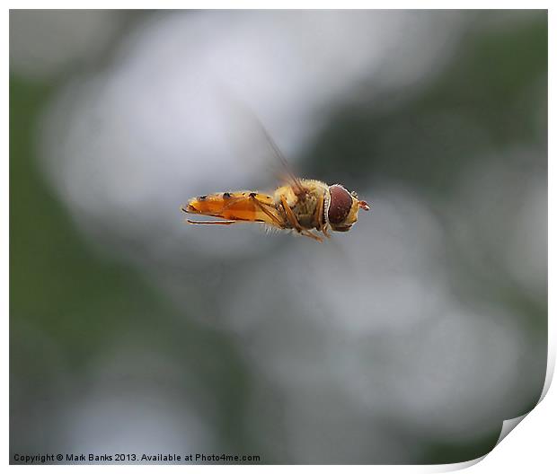 Hoverfly Inflight Print by Mark  F Banks