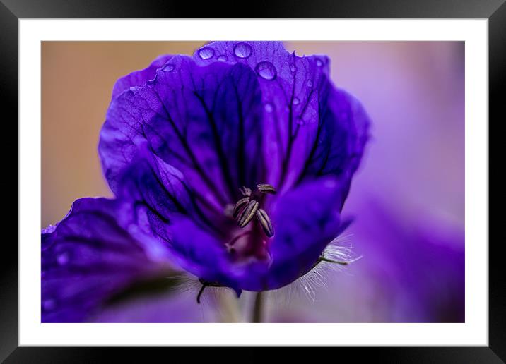 purple flower Framed Mounted Print by kevin johnson